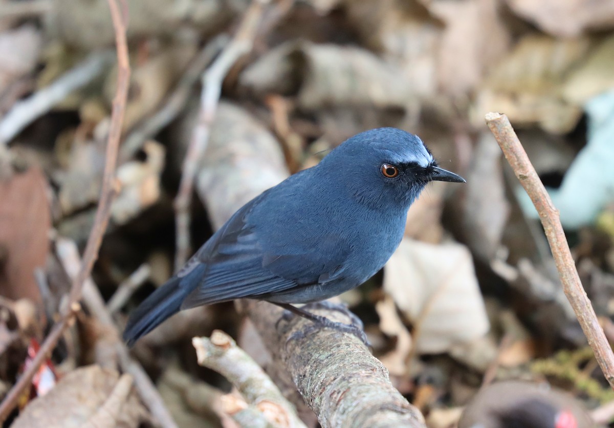 White-bellied Sholakili - Wayne Paes