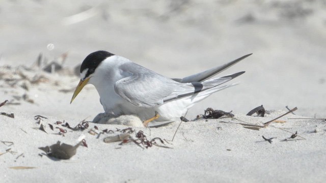 Least Tern - ML621724904