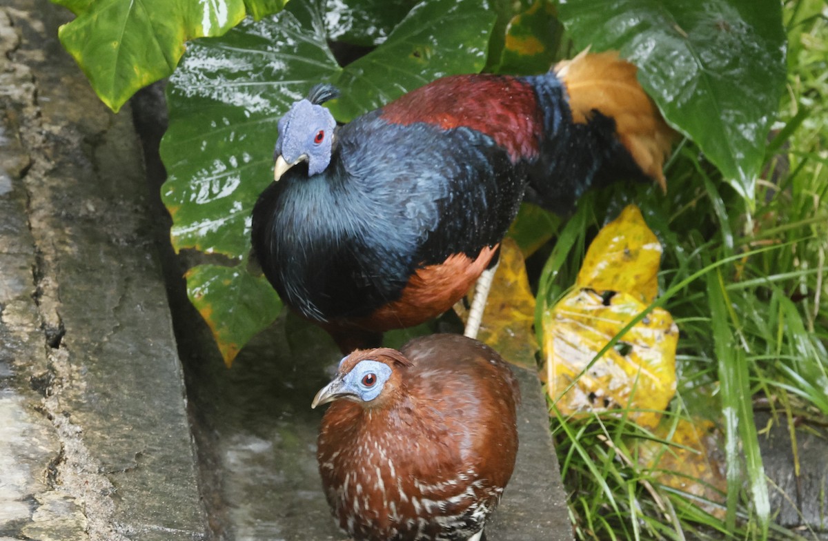 Bornean Crested Fireback - ML621724919