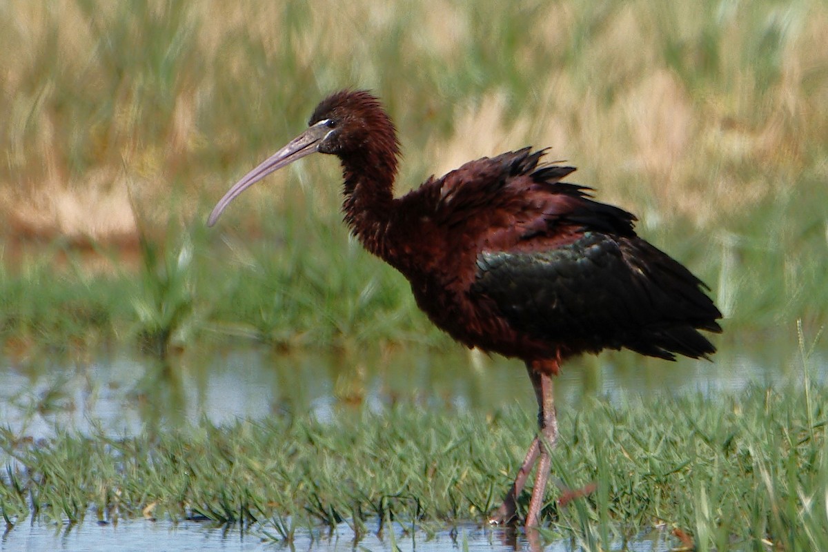 Glossy Ibis - ML621725049