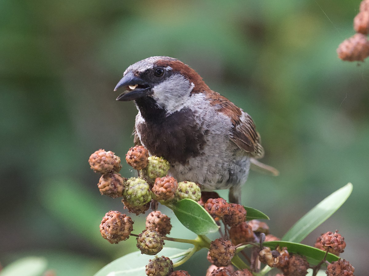 House Sparrow - ML621725055