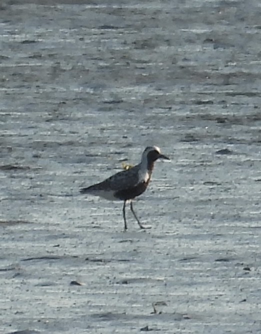 Black-bellied Plover - ML621725091