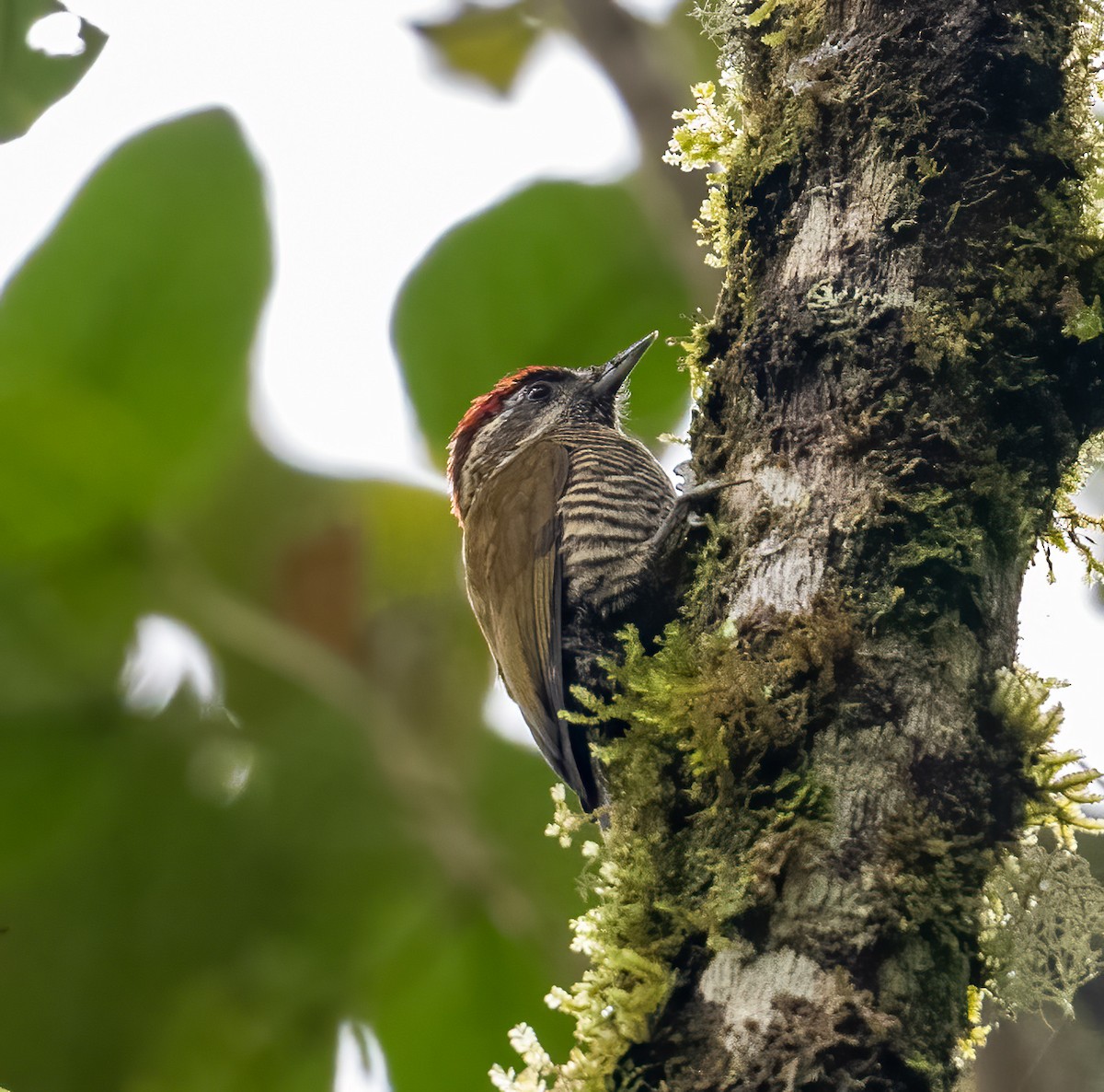 Bar-bellied Woodpecker - ML621725146