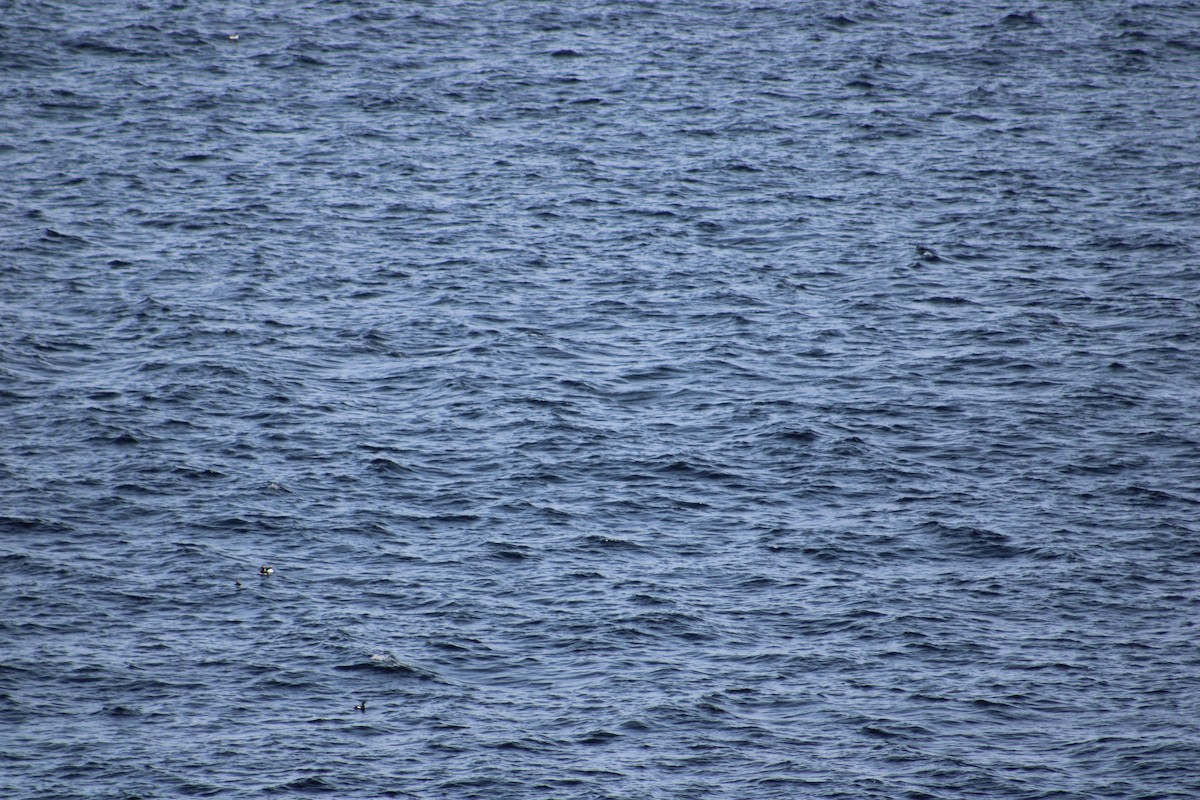 Black Guillemot (grylle Group) - ML621725207