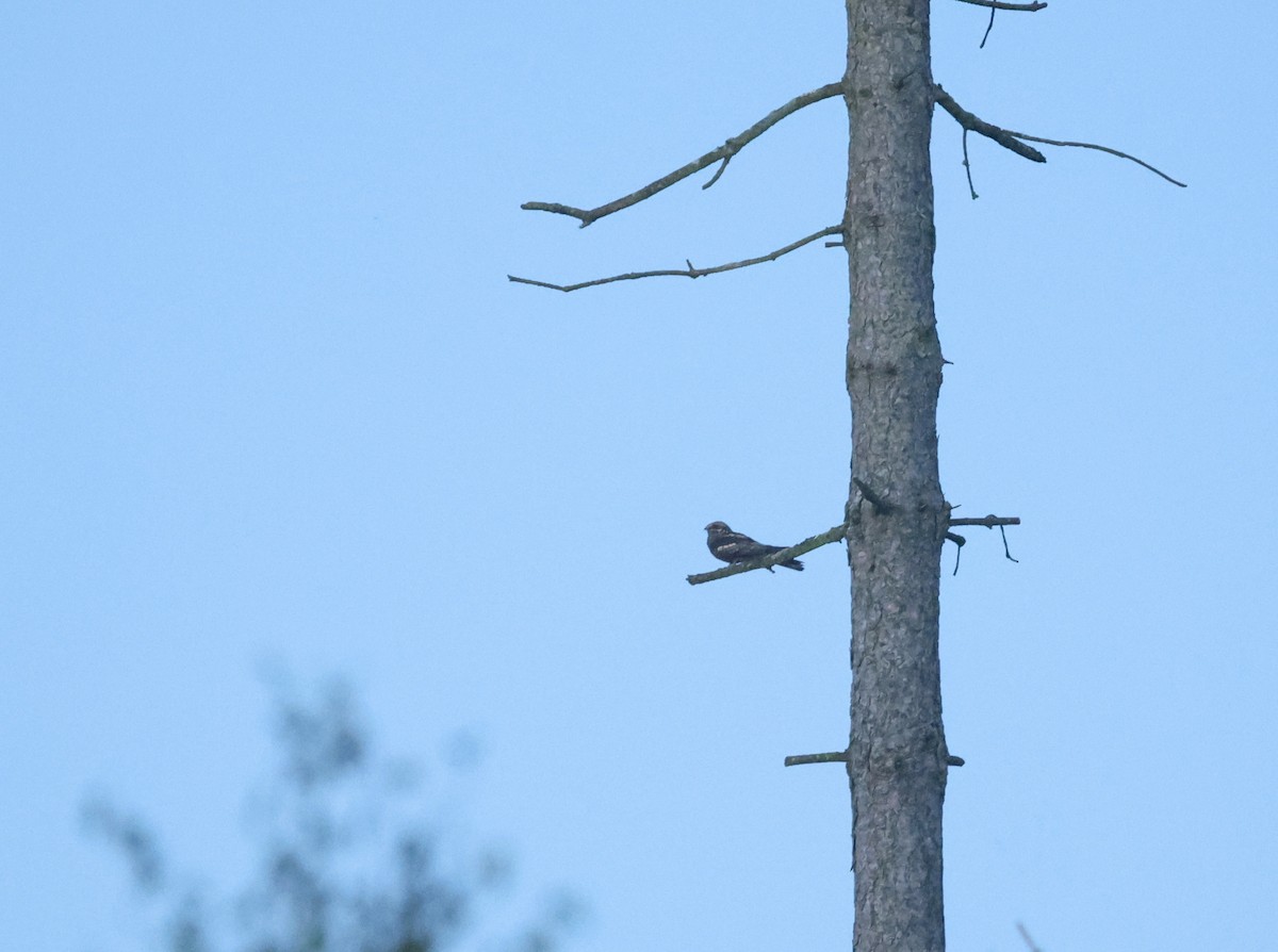 Eurasian Nightjar - ML621725245