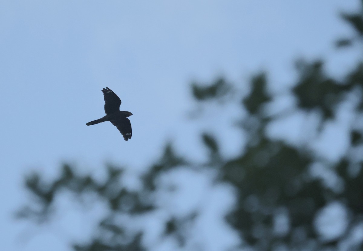 Eurasian Nightjar - ML621725254