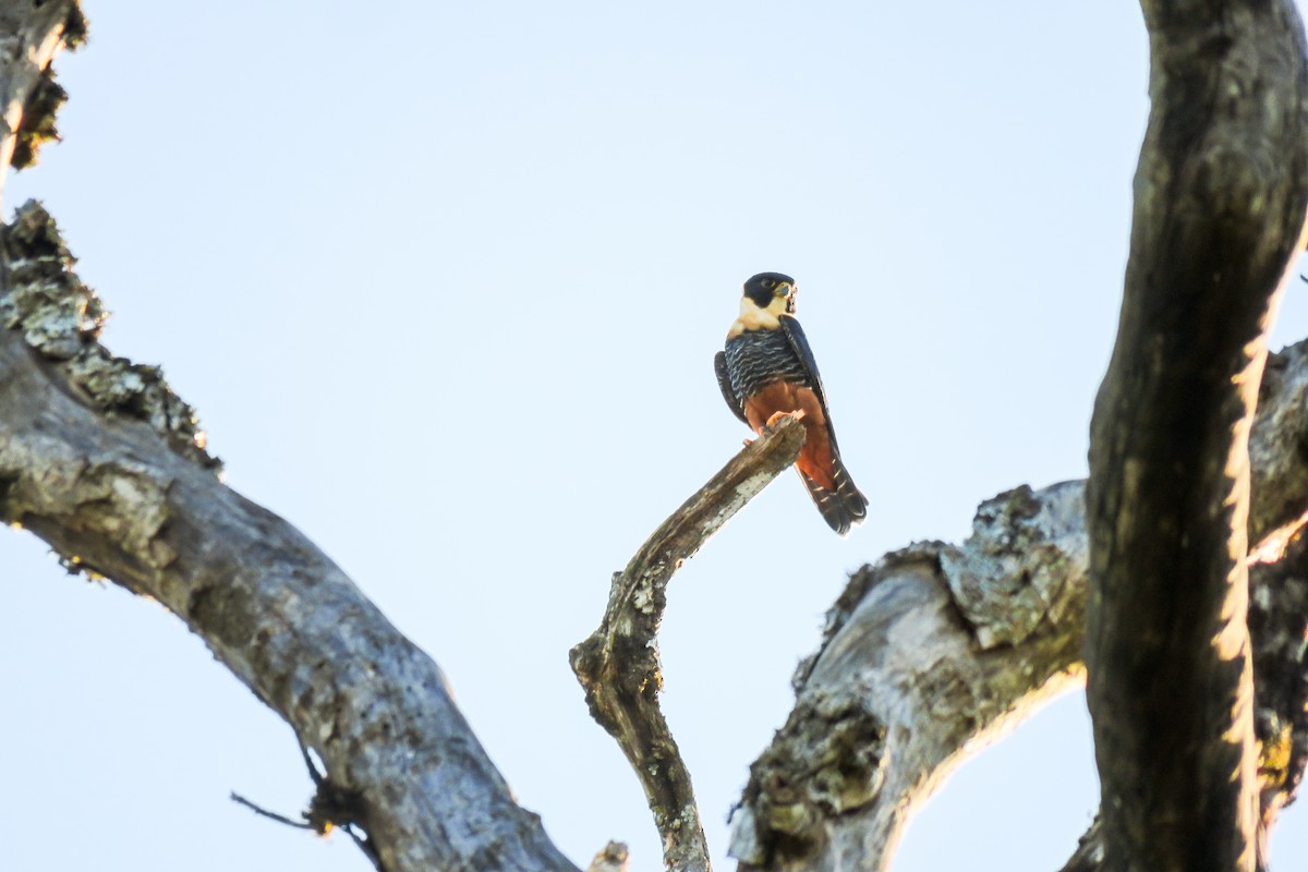 Bat Falcon - Maria del Castillo