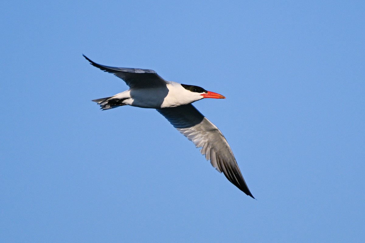 Caspian Tern - Patrick Maurice