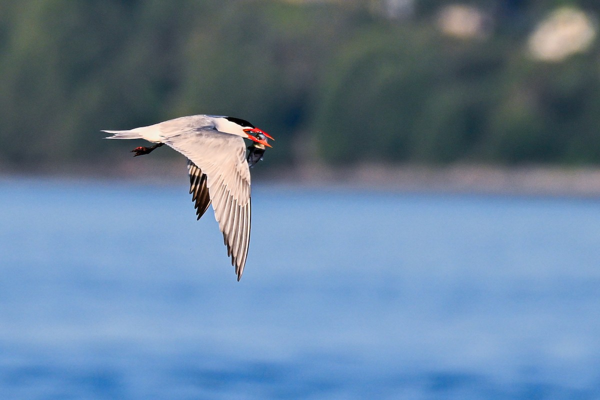 Caspian Tern - ML621725263