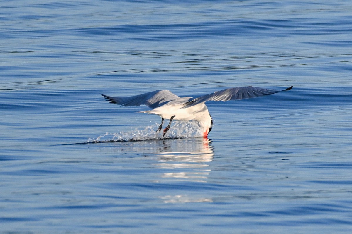 Caspian Tern - ML621725264