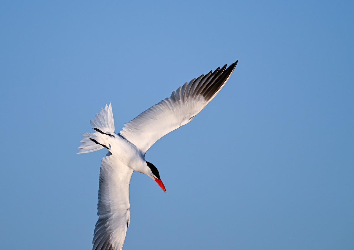 Caspian Tern - ML621725267