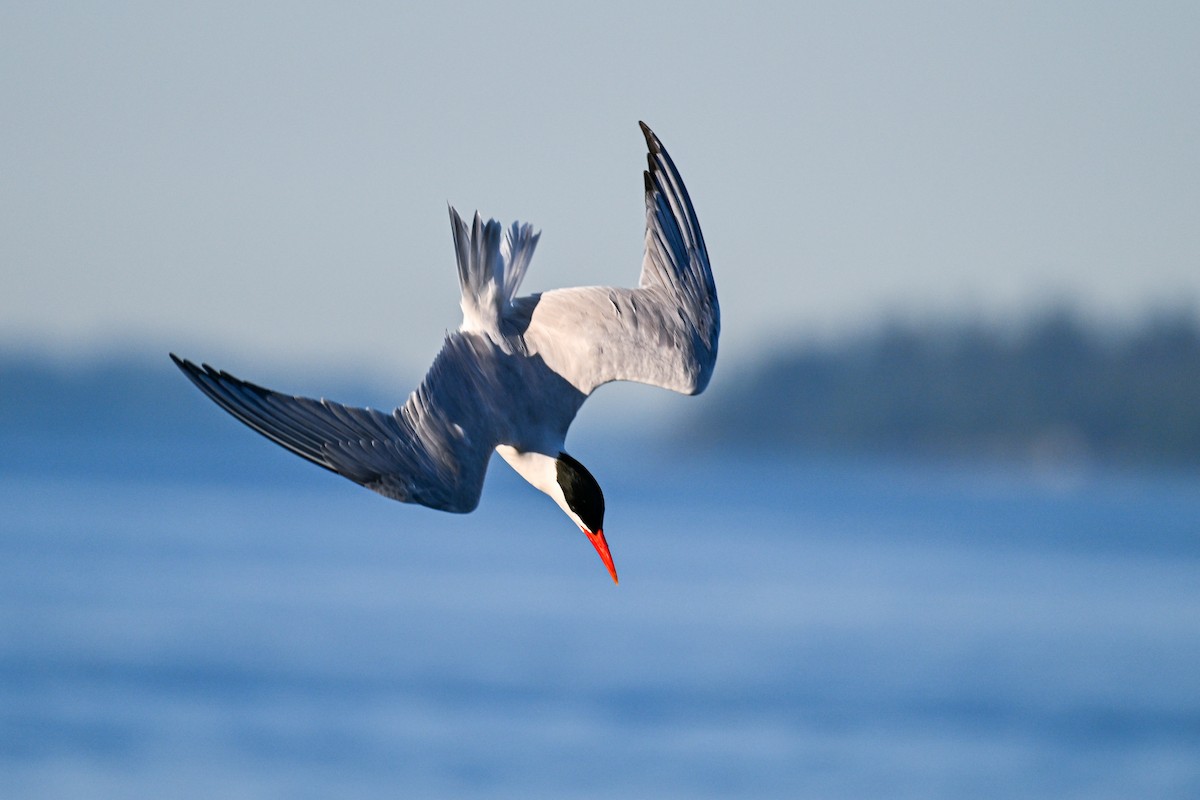 Caspian Tern - ML621725268