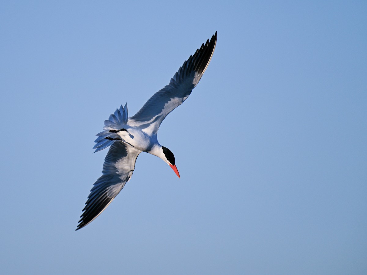 Caspian Tern - Patrick Maurice