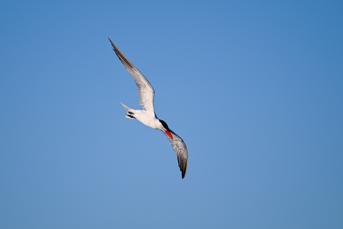 Caspian Tern - ML621725271