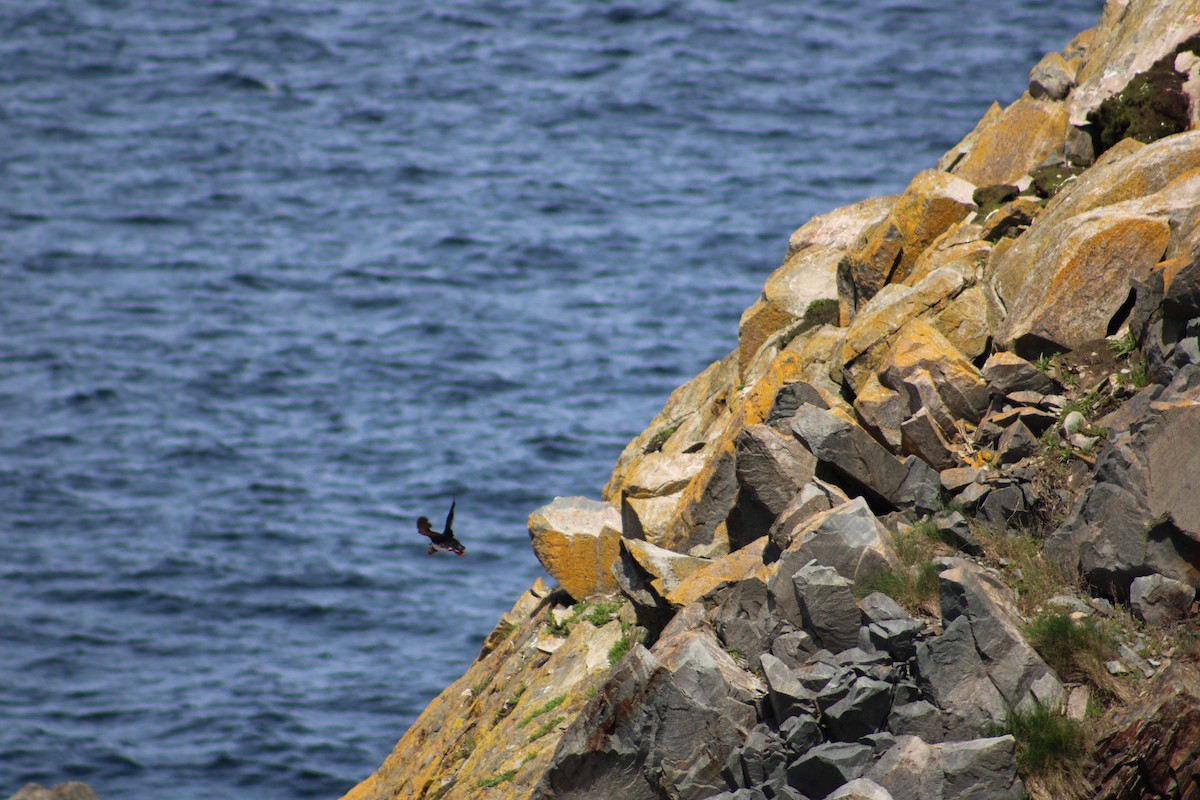 Atlantic Puffin - ML621725279