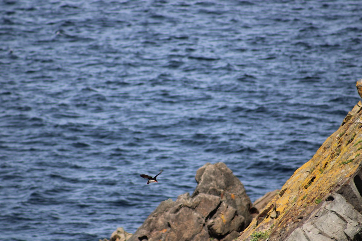 Atlantic Puffin - ML621725280