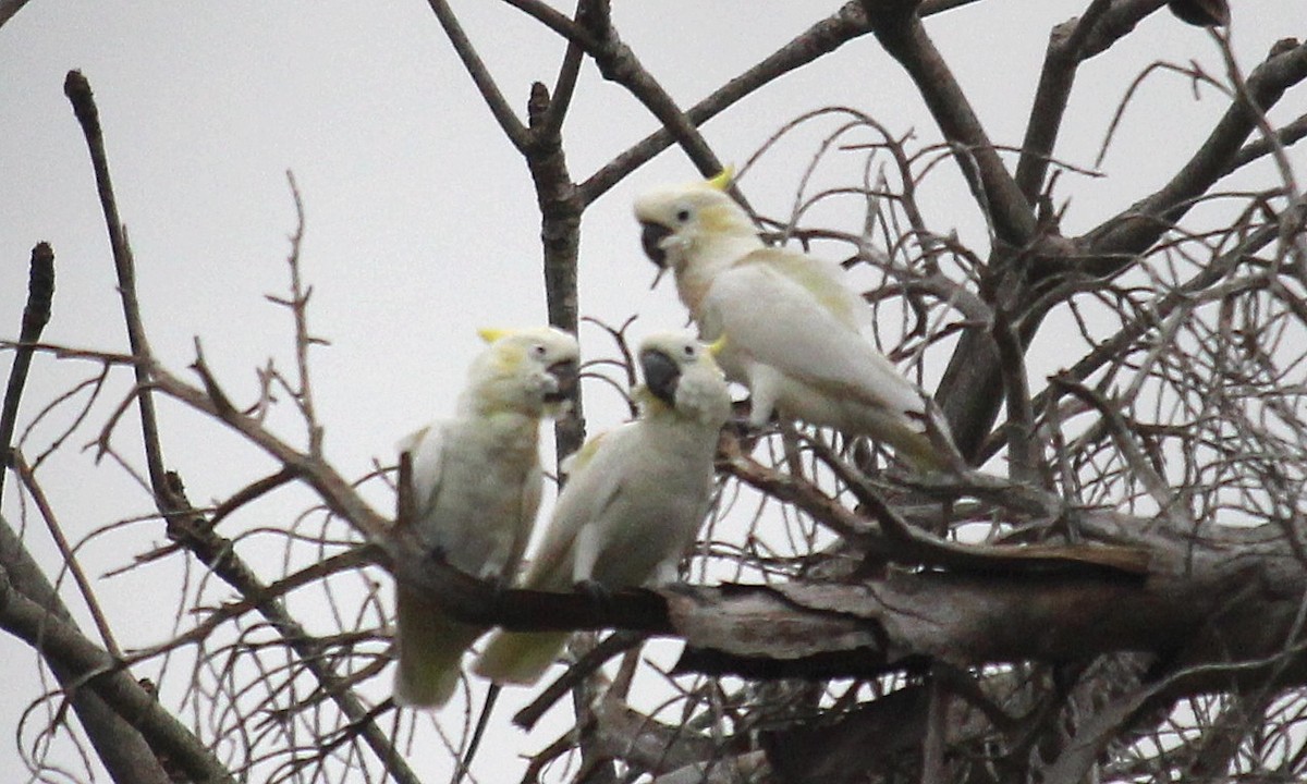 Yellow-crested Cockatoo - ML621725301