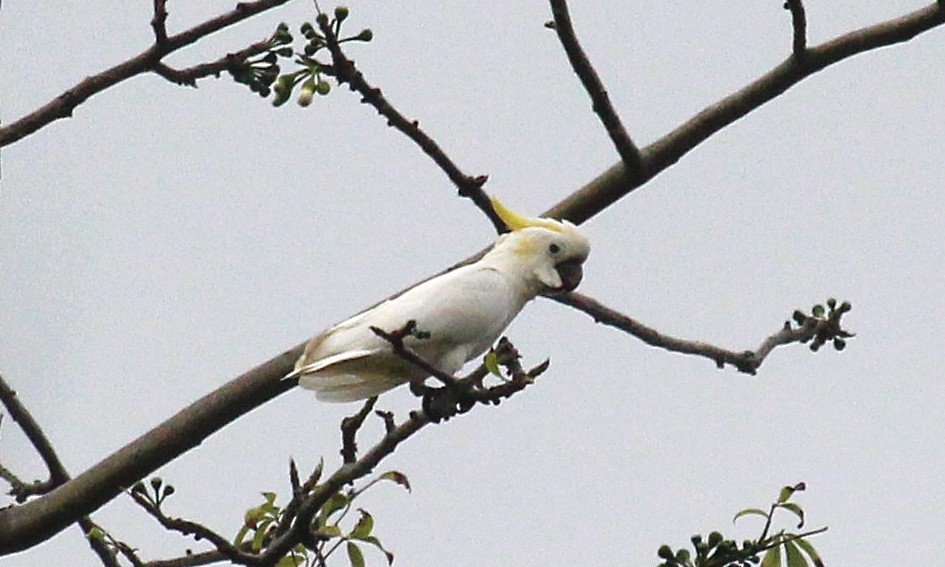 Yellow-crested Cockatoo - ML621725302