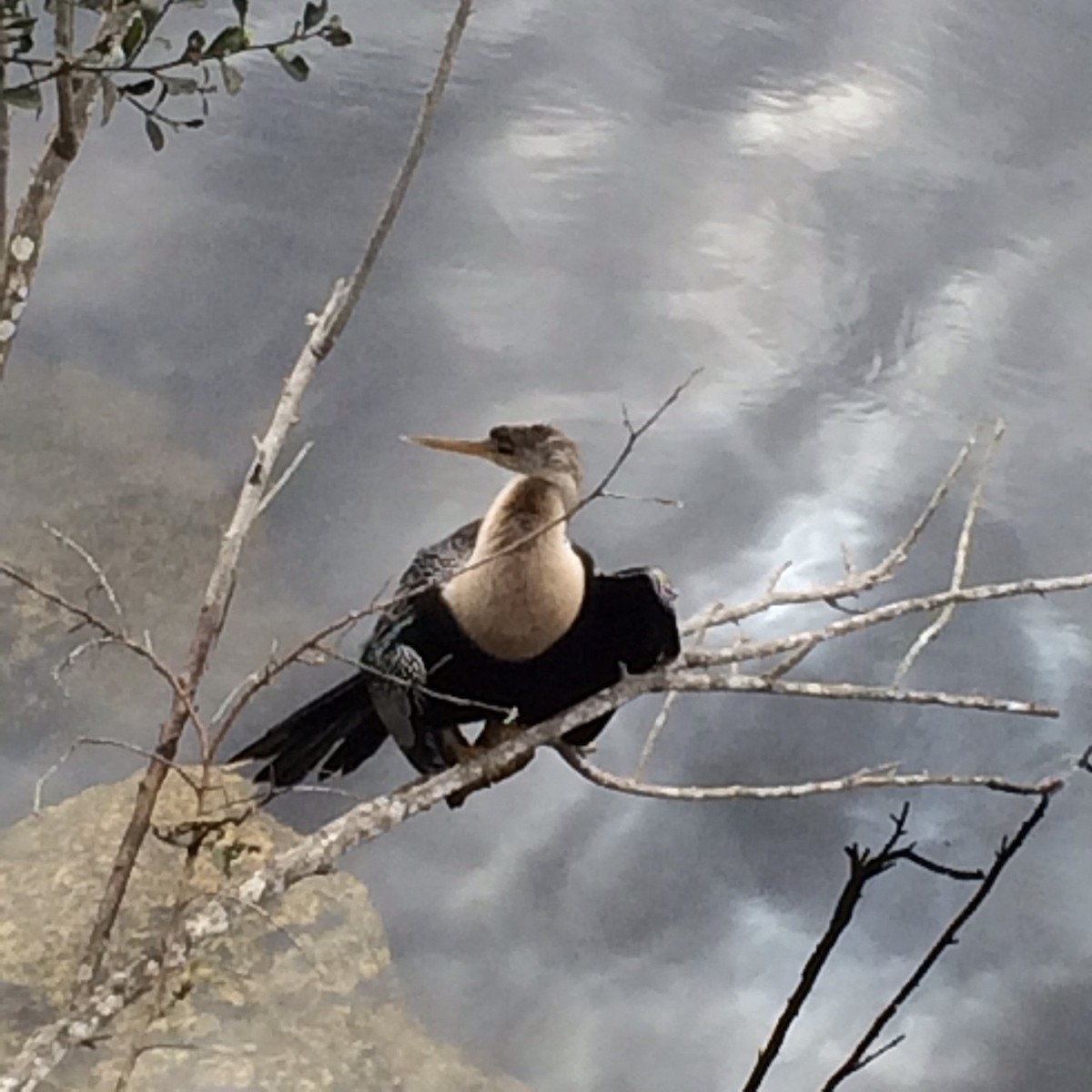 Amerika-Schlangenhalsvogel - ML621725414