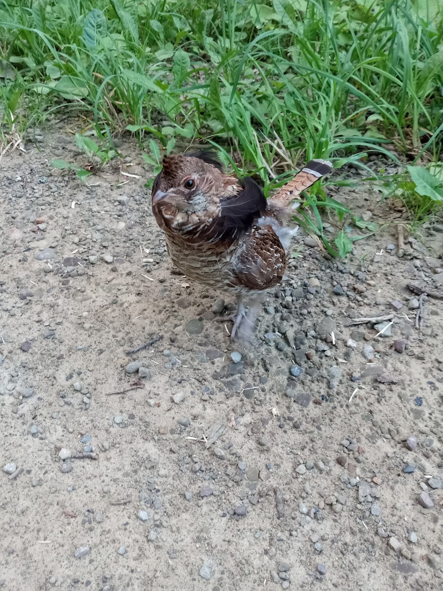 Ruffed Grouse - karl  schmidt
