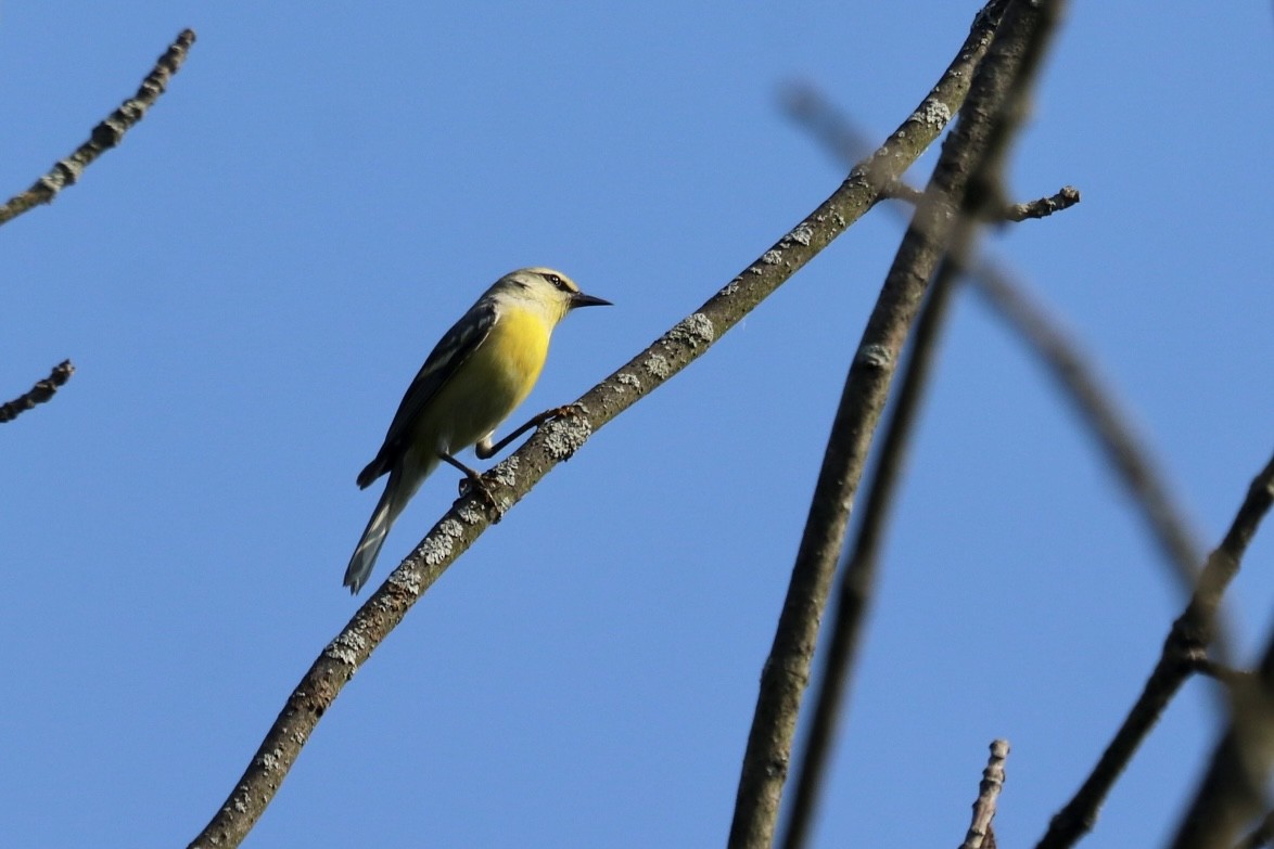 gullvingeparula x blåvingeparula (F1 hybrid) - ML621725490