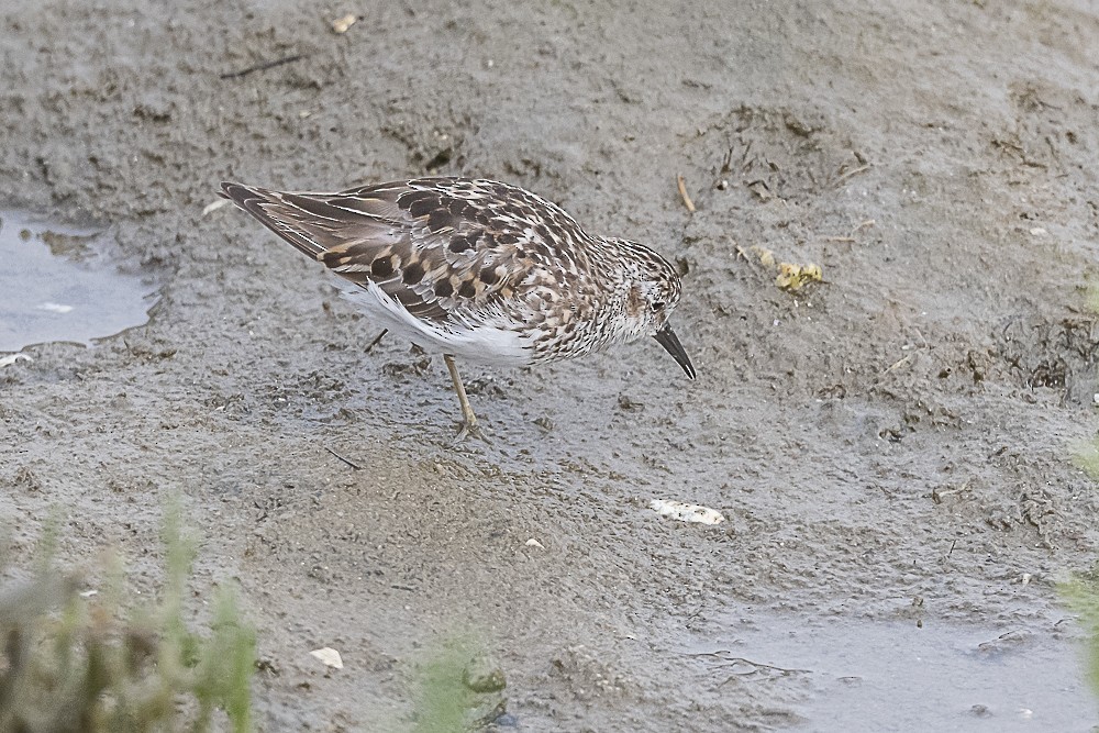 Least Sandpiper - ML621725503