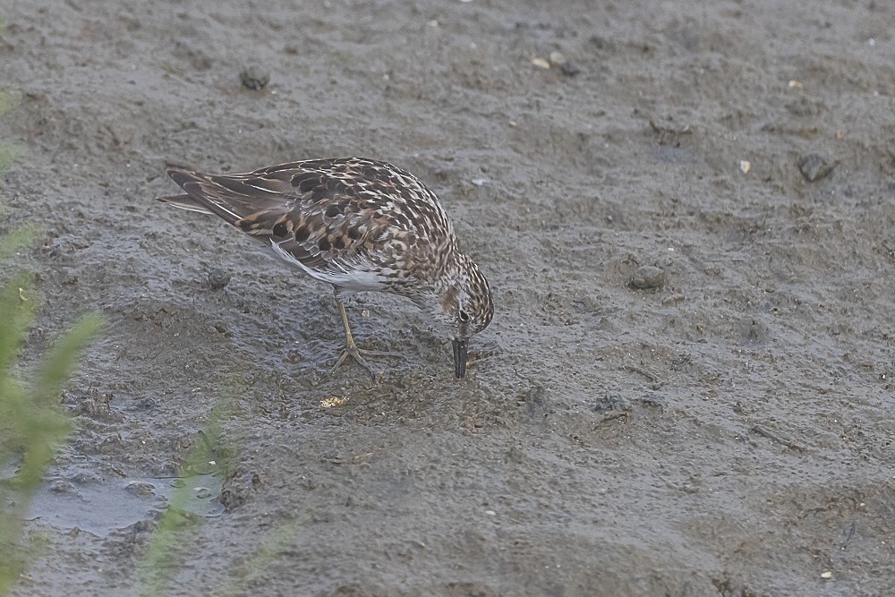 Least Sandpiper - ML621725504