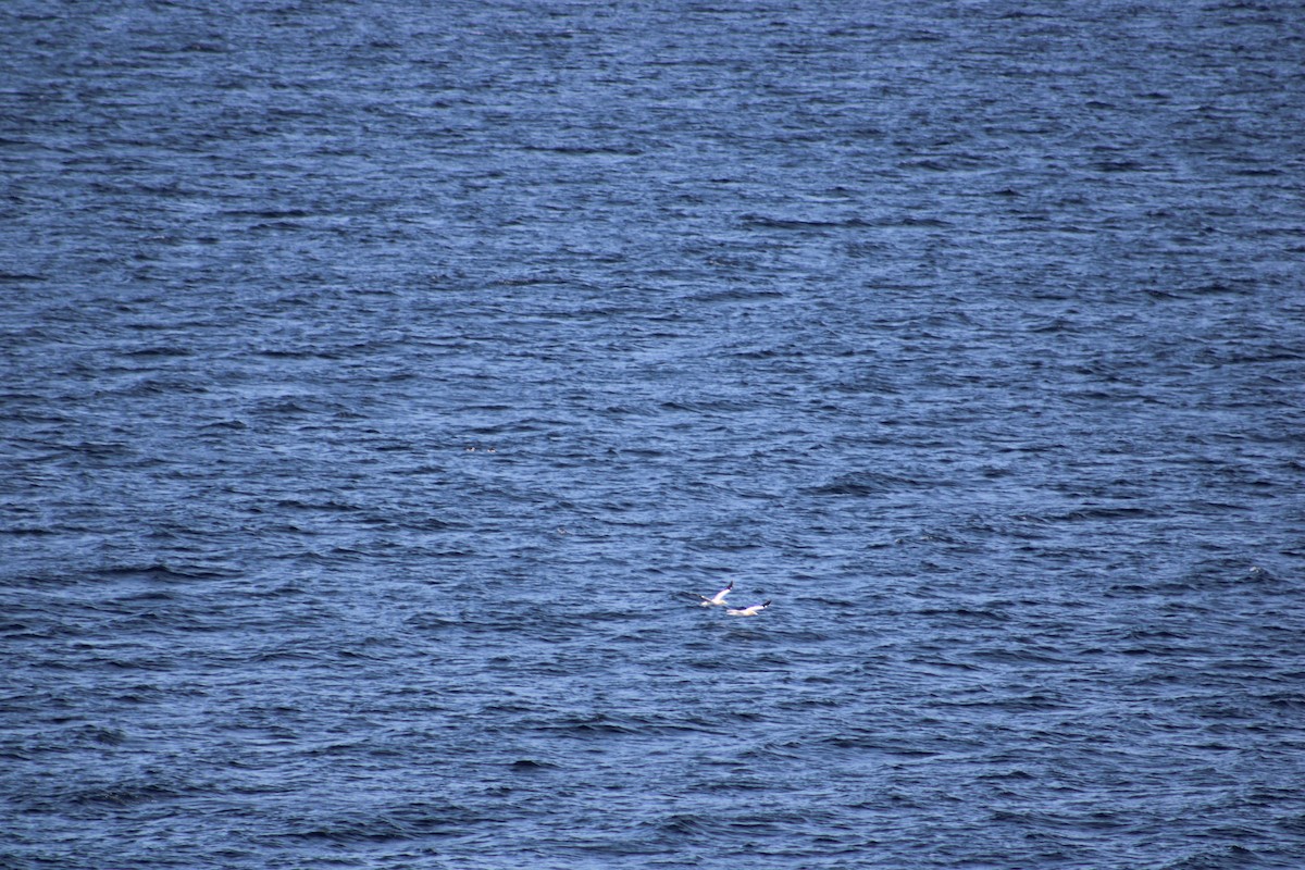 Northern Gannet - Justin Leahy