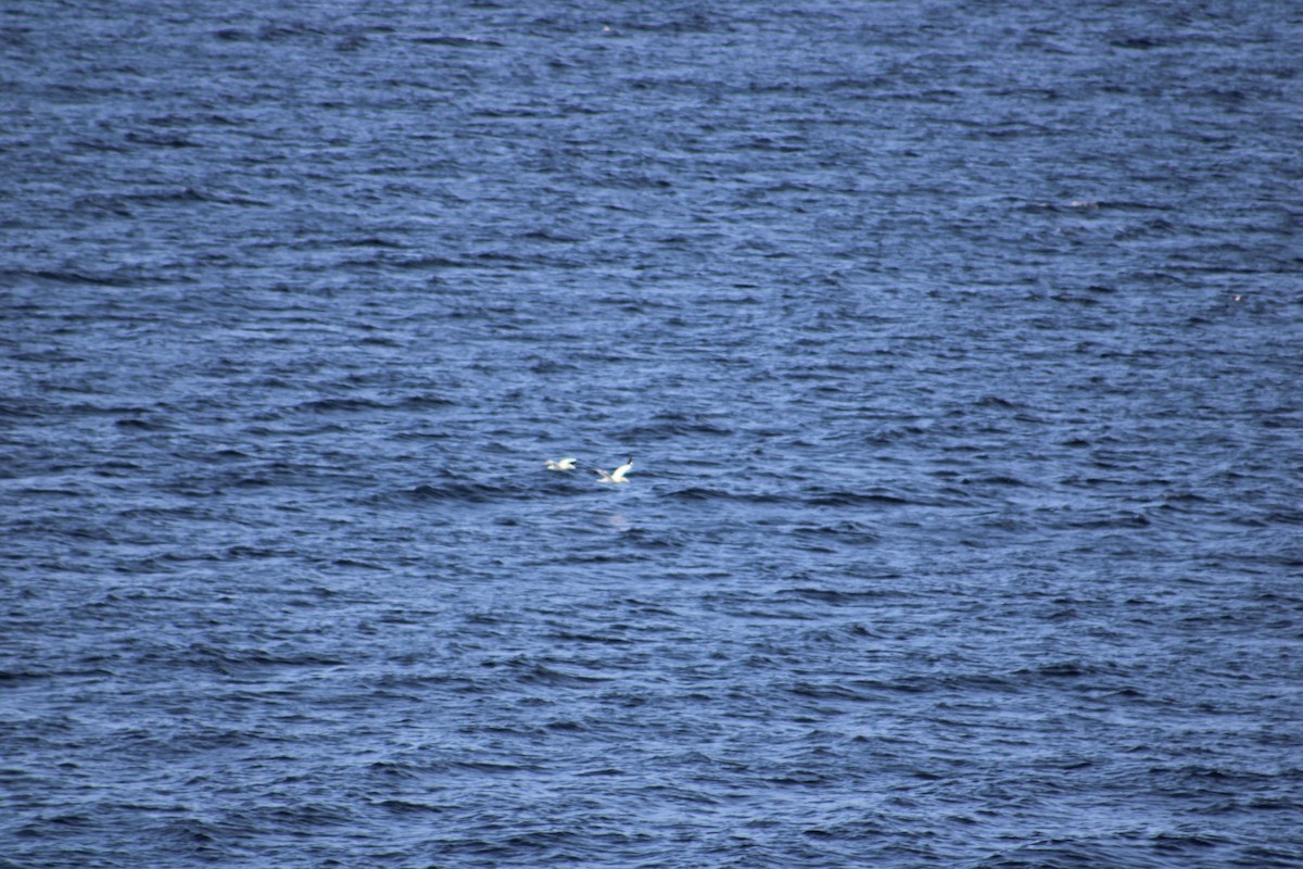 Northern Gannet - ML621725538