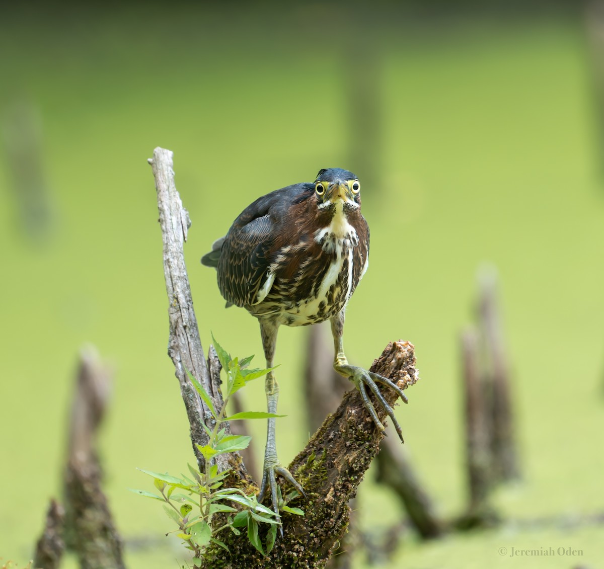 Green Heron - ML621725675