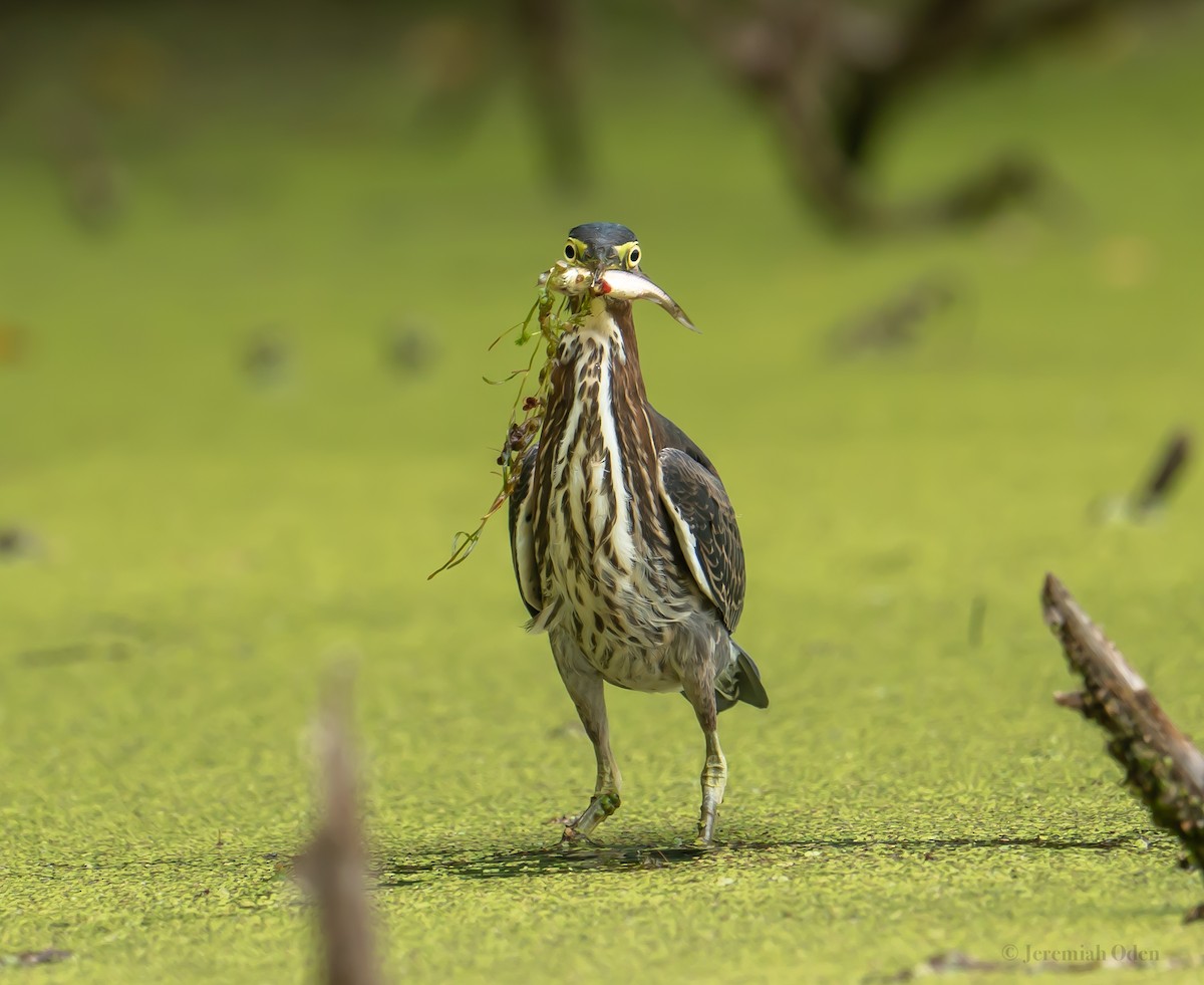 Green Heron - ML621725676