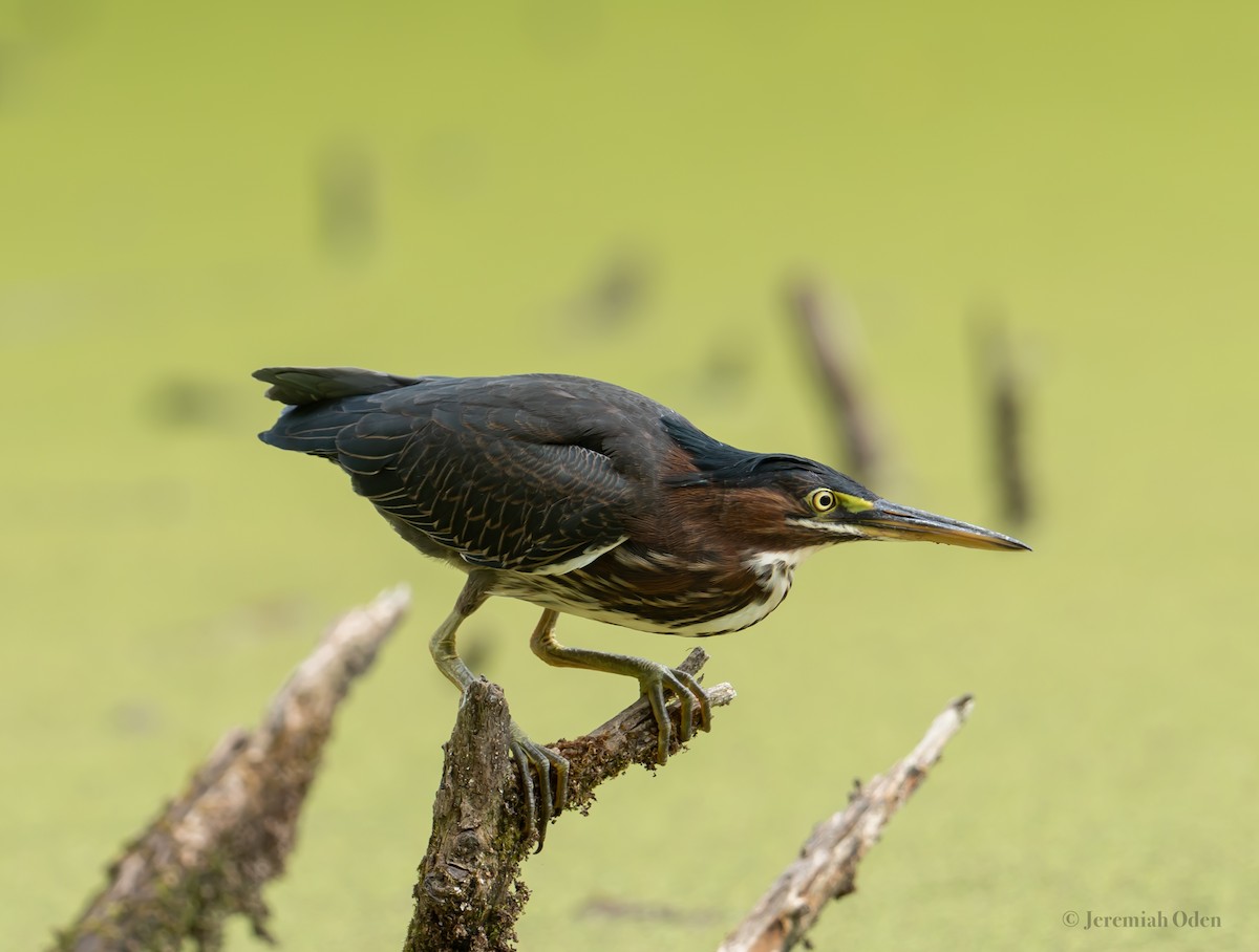 Green Heron - ML621725677