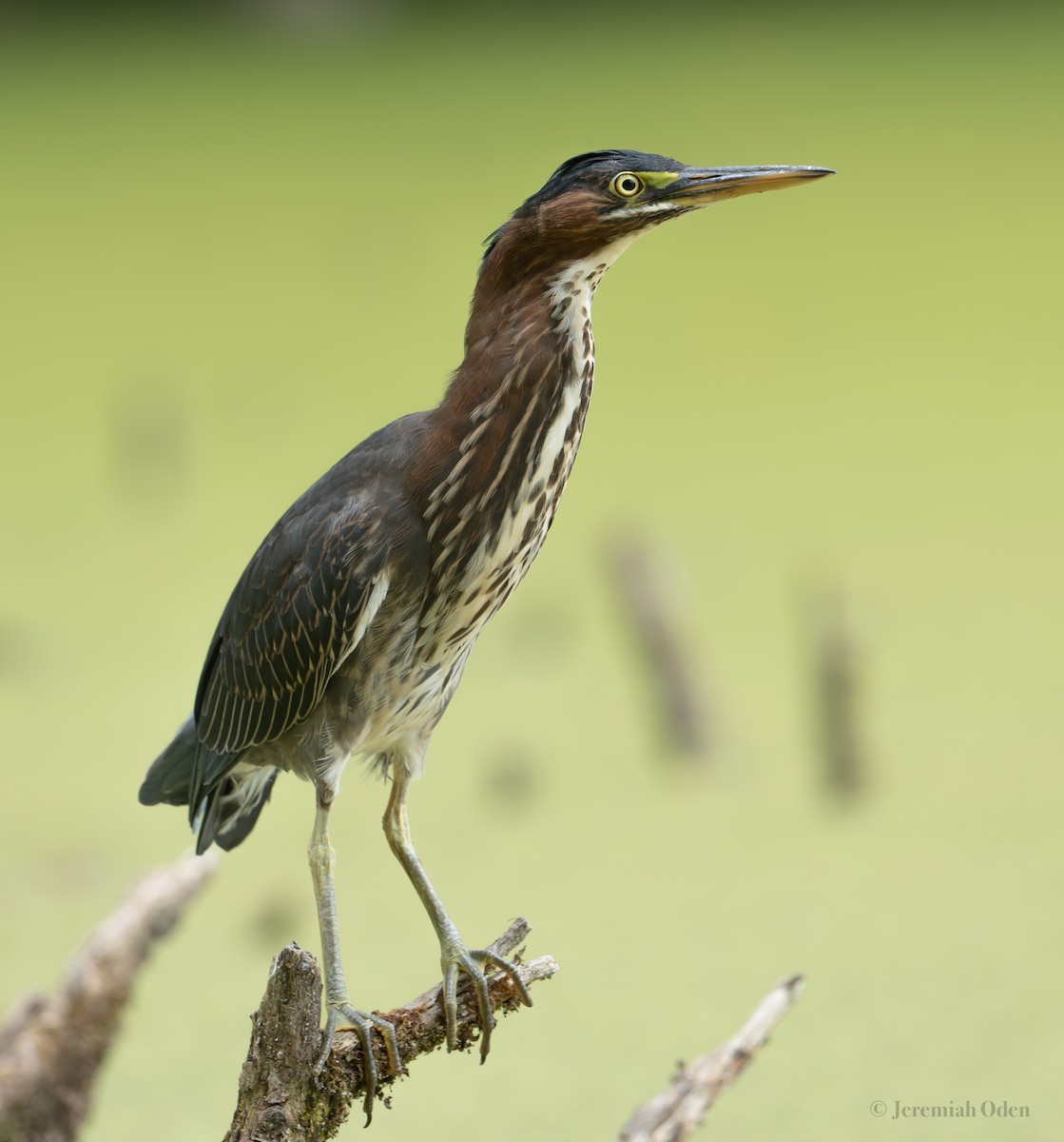 Green Heron - ML621725678