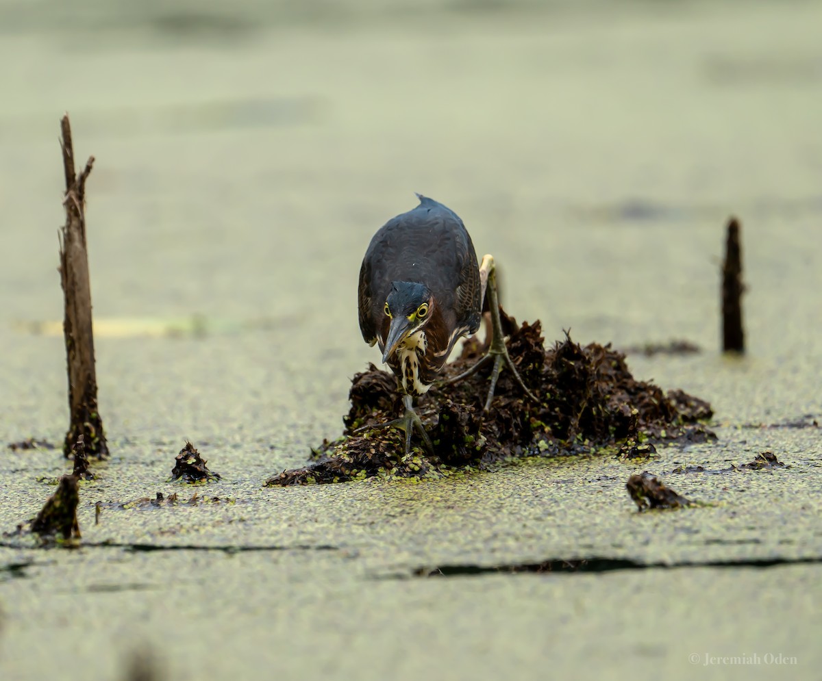 Green Heron - ML621725679