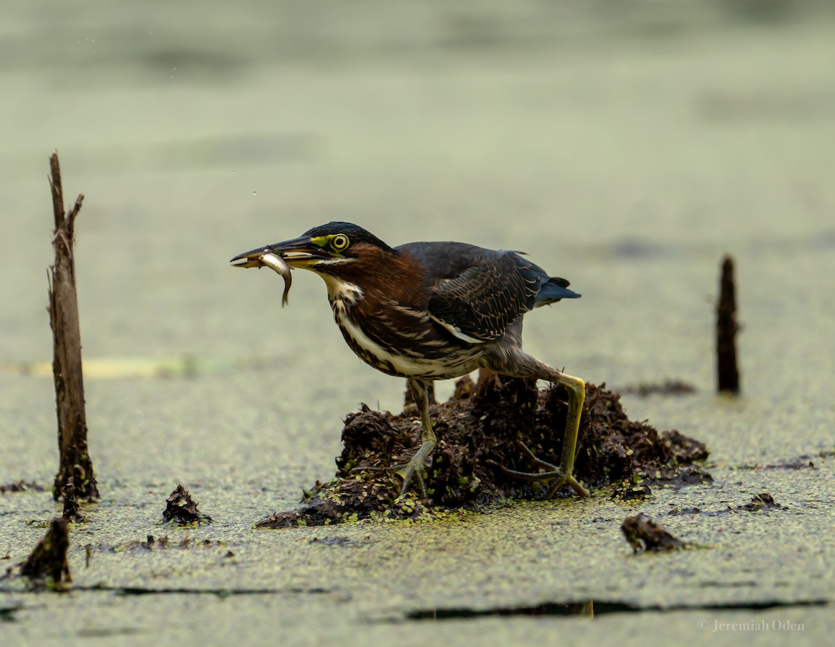 Green Heron - ML621725681