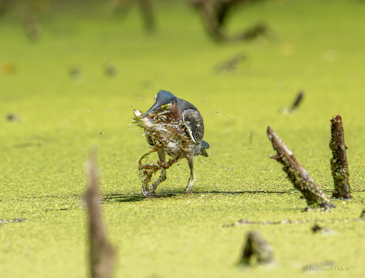 Green Heron - ML621725684