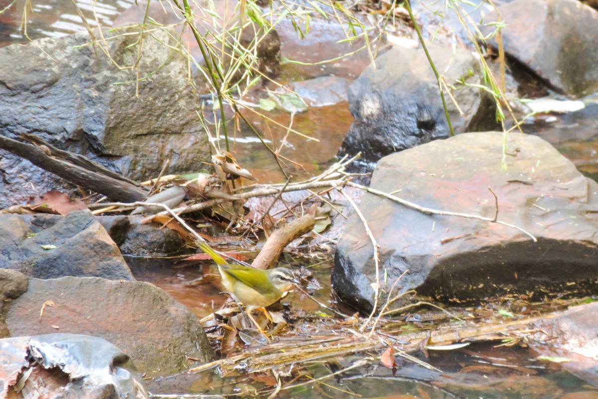 Riverbank Warbler - Maria del Castillo