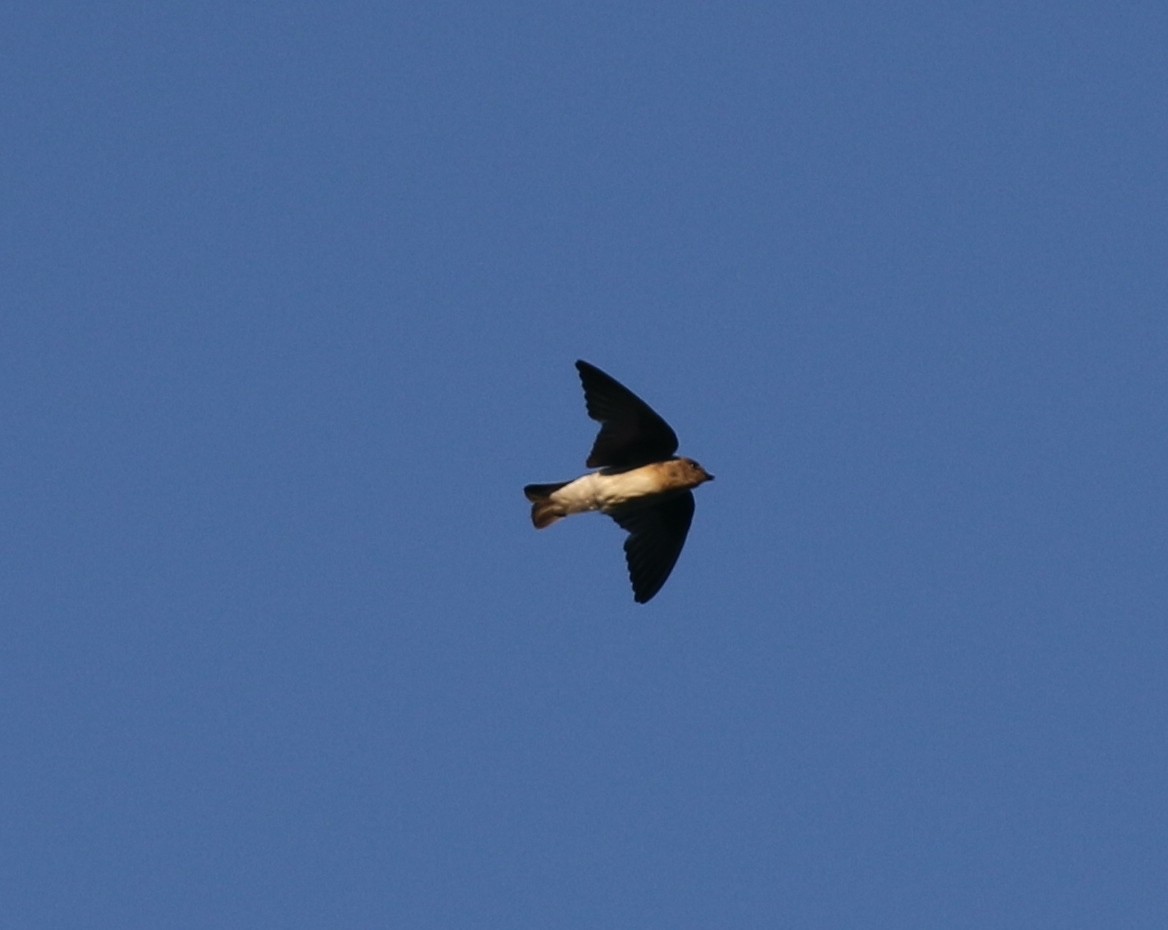 Cliff Swallow - ML621725721