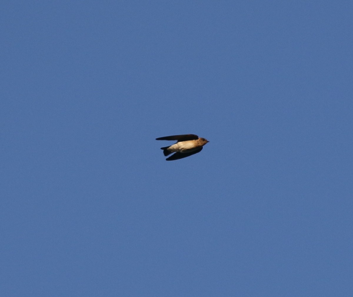 Cliff Swallow - ML621725733