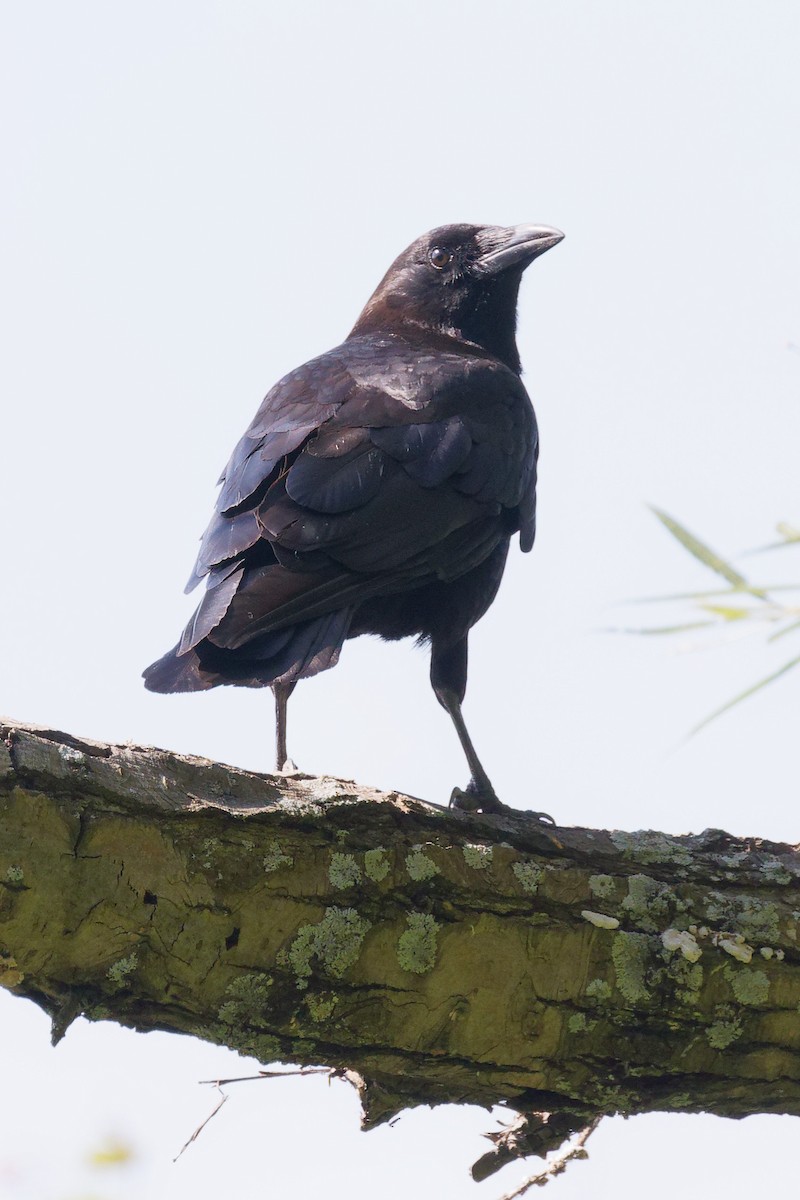 American Crow - ML621725833