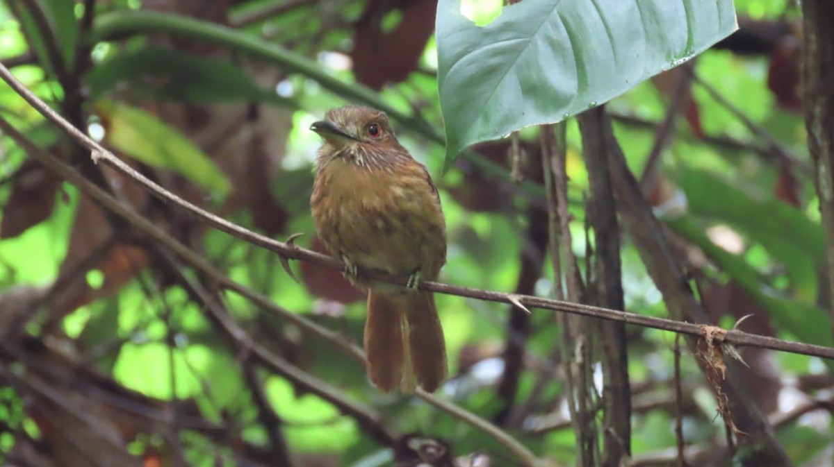 White-whiskered Puffbird - ML621725838