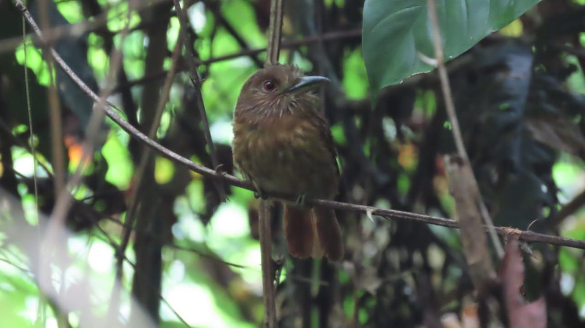 White-whiskered Puffbird - ML621725839