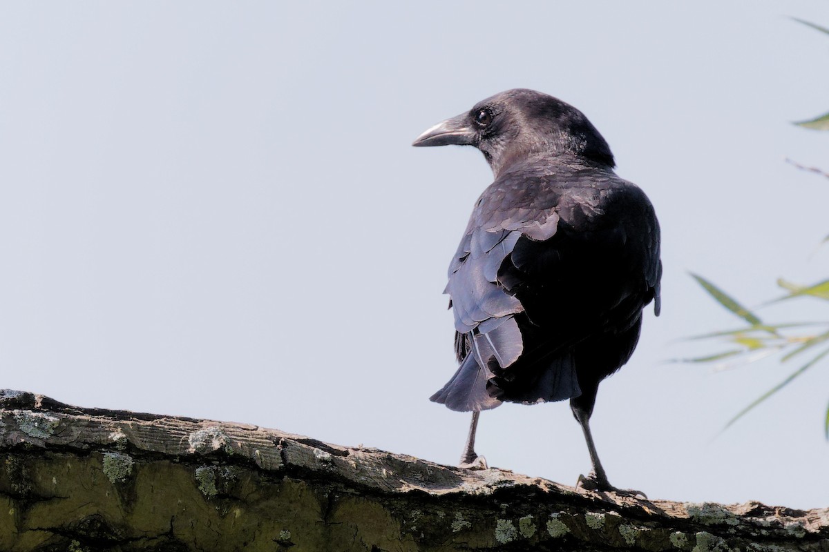 American Crow - ML621725840