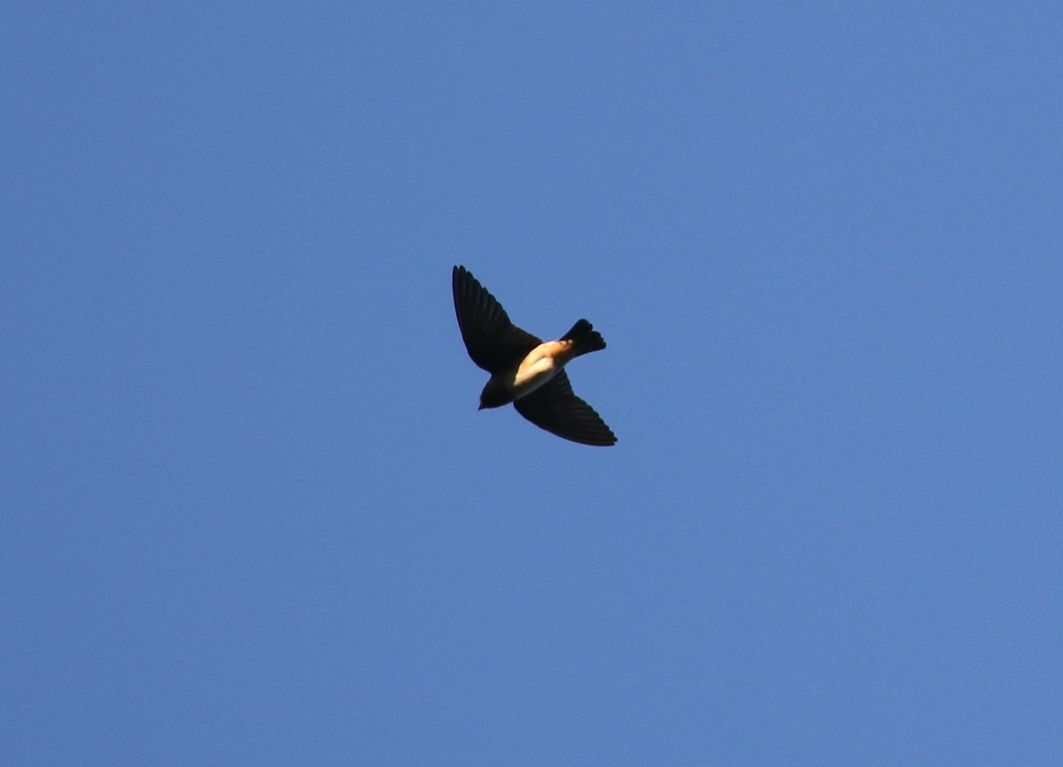 Cliff Swallow - ML621725846