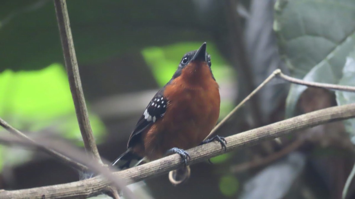 Dot-winged Antwren - Julio Barquero Elizondo