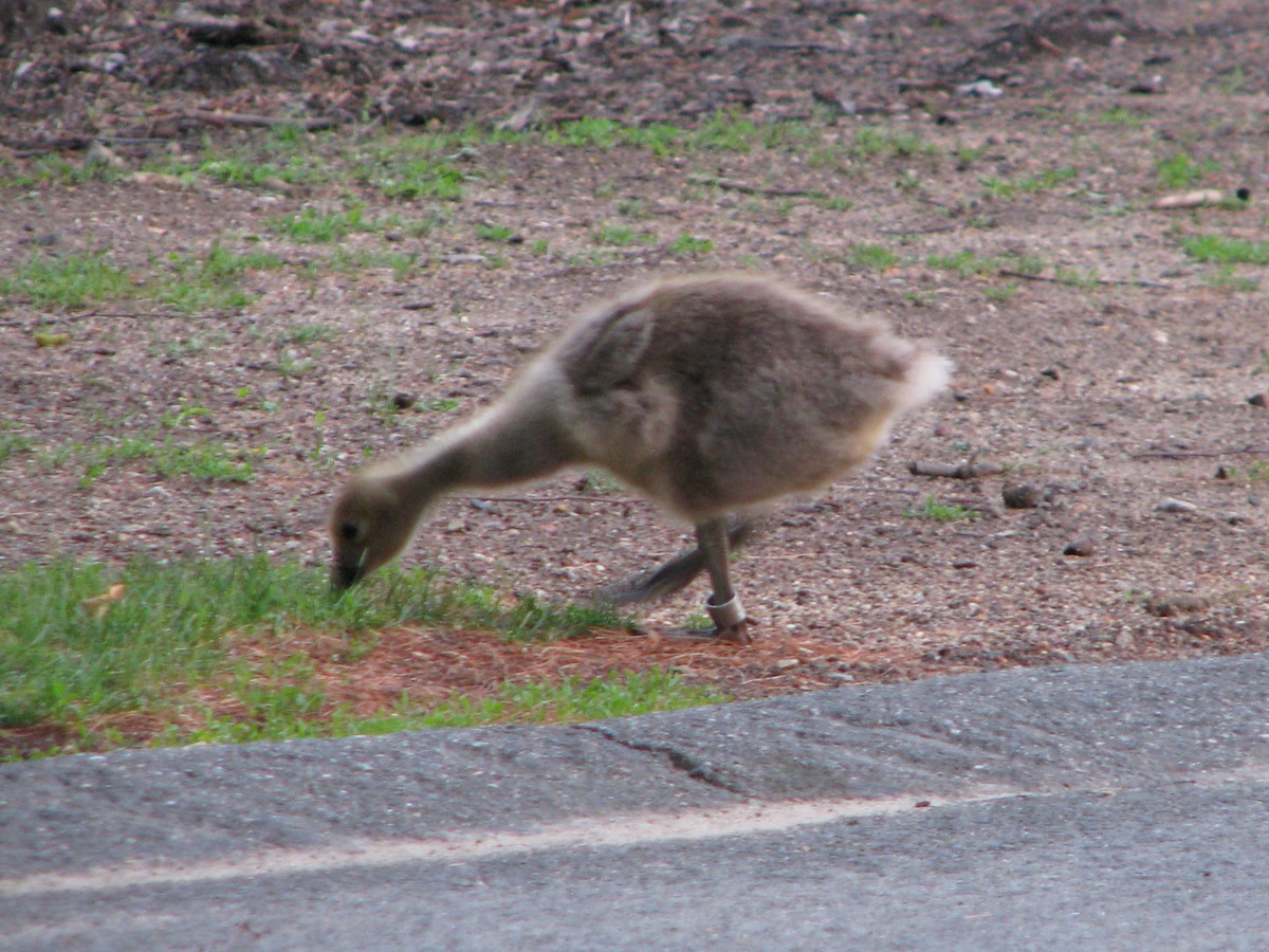 Canada Goose - ML62172591