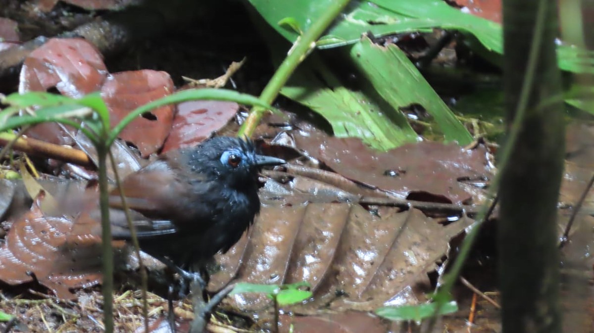 Chestnut-backed Antbird - ML621725927