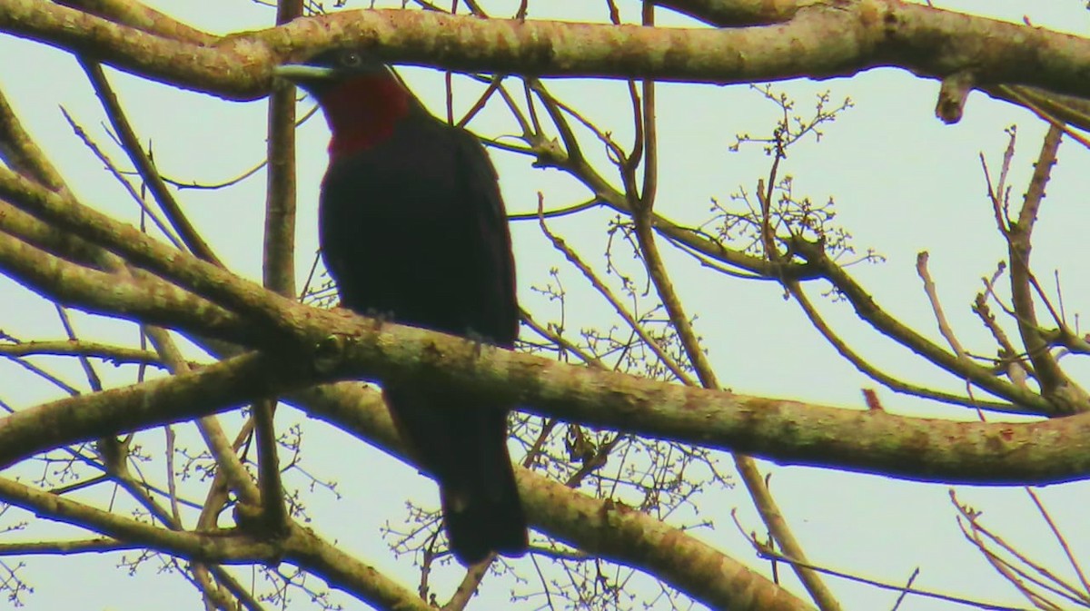 Purple-throated Fruitcrow - Julio Barquero Elizondo