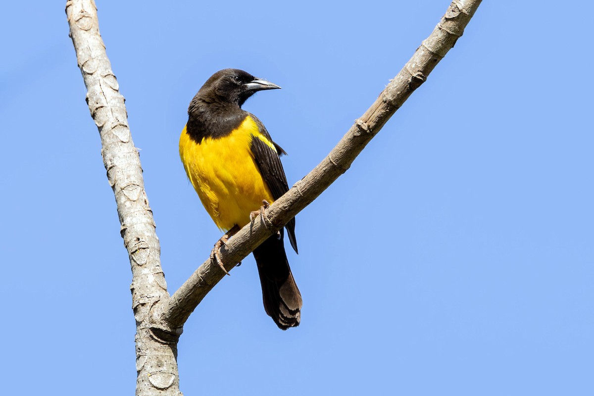Yellow-rumped Marshbird - ML621726001