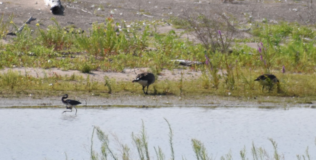 Üç Renkli Balıkçıl - ML621726018